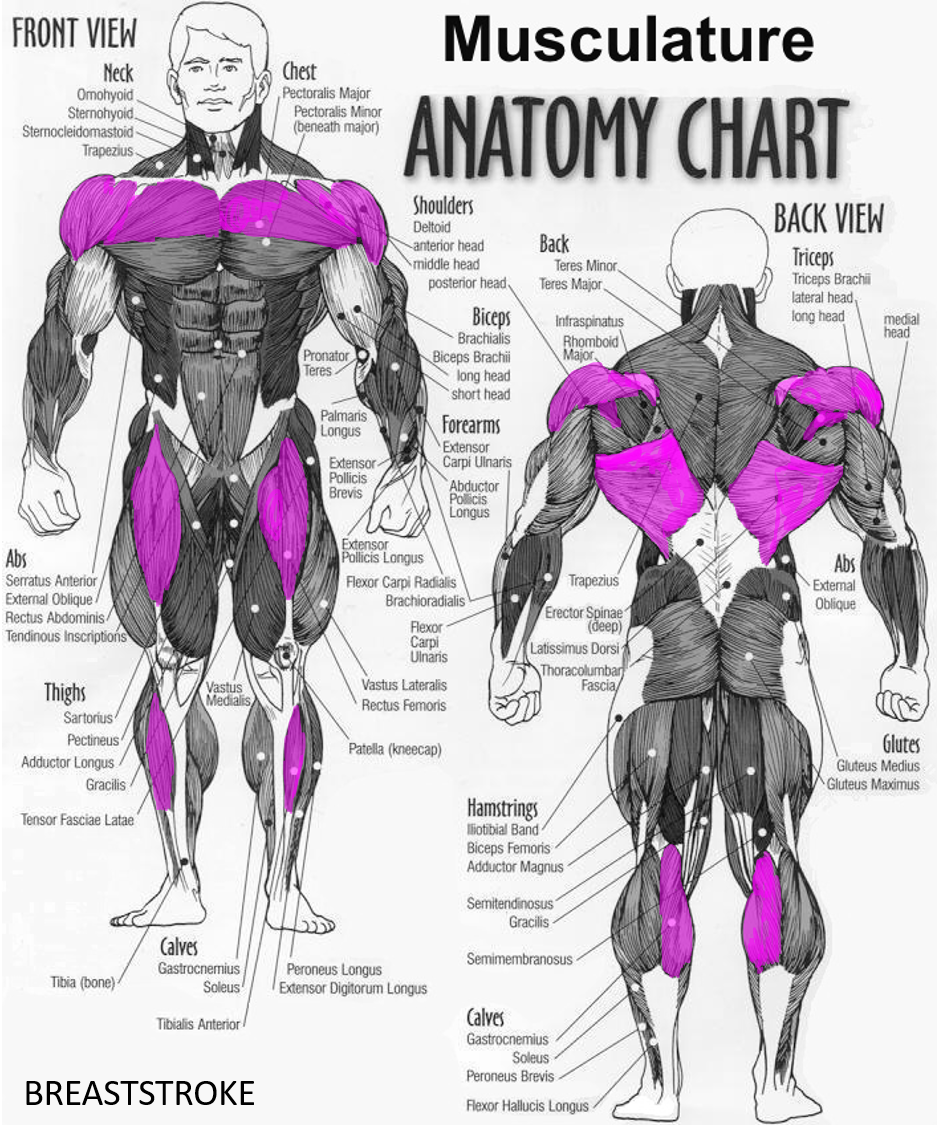 Muscle groups. Какие мышцы развивает плавание. Группы мышц при плавании. Плавание Кроль мышцы задействованы. Мышцы задействованные при плавании.